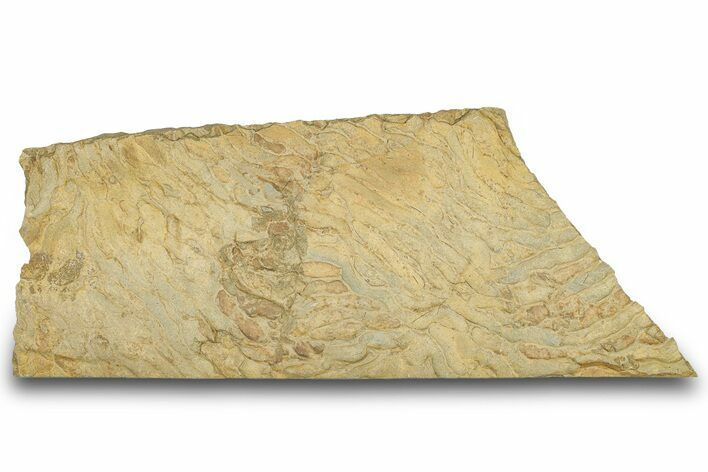 Pennsylvanian, Fossil Microbial Mat - Oklahoma #301898